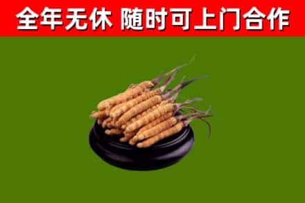 获嘉县回收散虫草